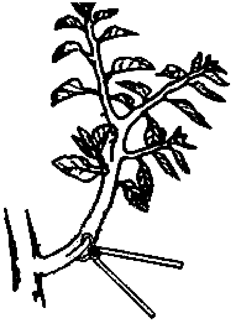 Method for pulling bough in tree shaping and pruning