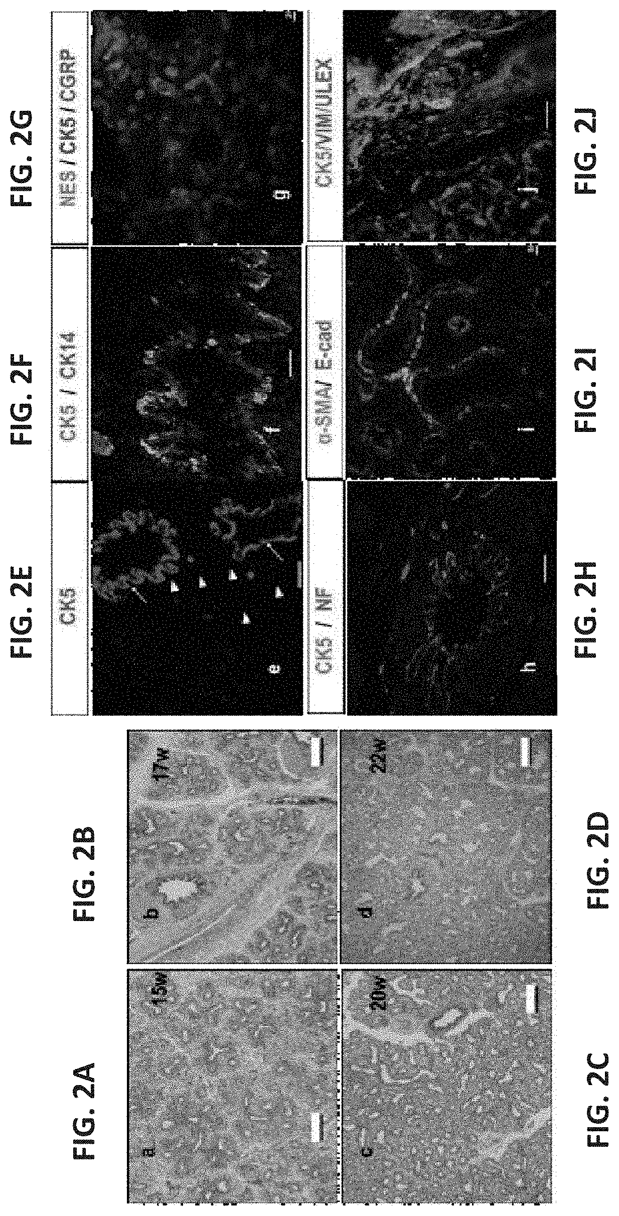 Conditioning protocols and use of same for tissue regeneration