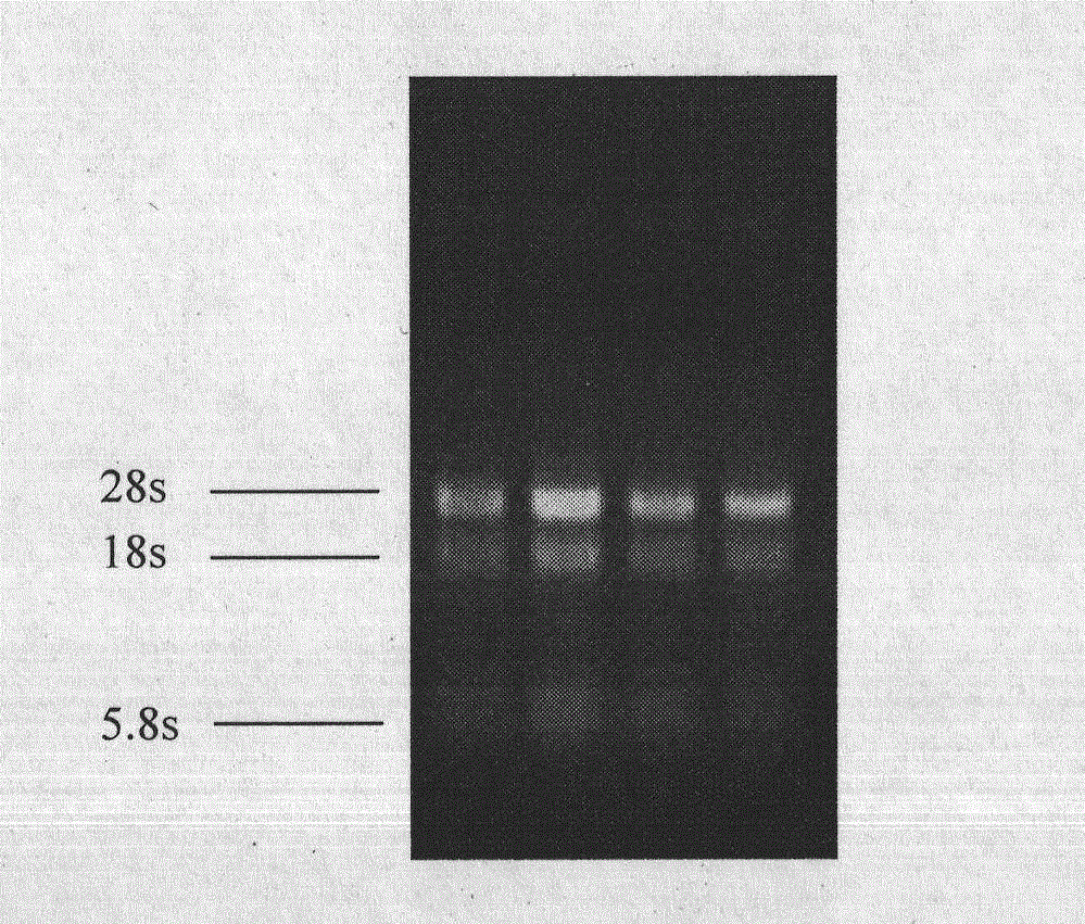 Preparation method of Phellinus linteus mycelium