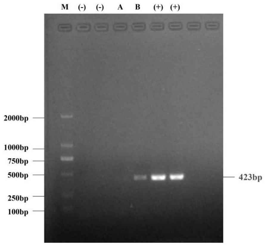 A kind of method utilizing Agrobacterium rhizogenes to induce the hairy root of Dactylis chinensis