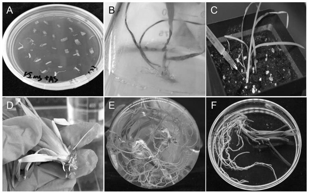 A kind of method utilizing Agrobacterium rhizogenes to induce the hairy root of Dactylis chinensis