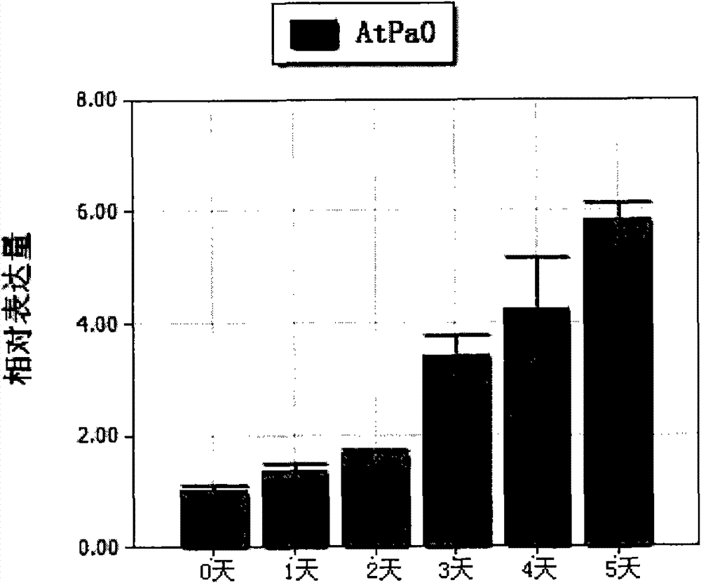 Plant aging specific promoter and application thereof