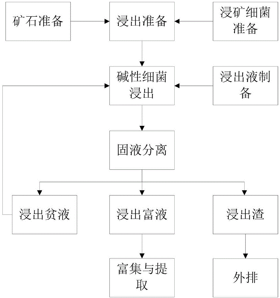 Process for leaching copper oxide ore by alkaline bacterium