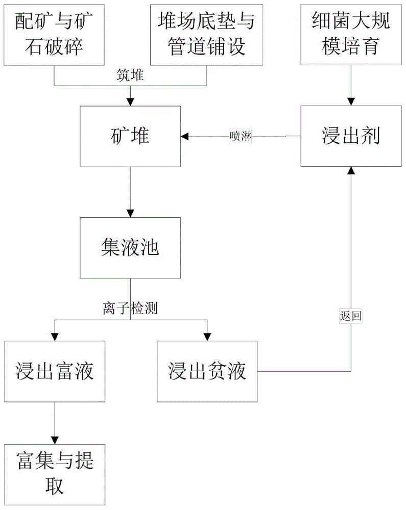 Process for leaching copper oxide ore by alkaline bacterium