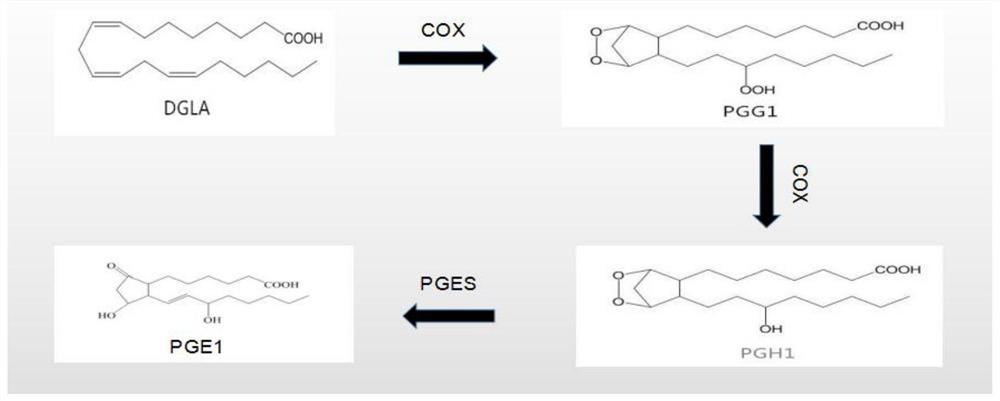 Method for preparing prostaglandin e1 by using genetic engineering cyclooxygenase-1 and genetic engineering prostaglandin e synthetase-1