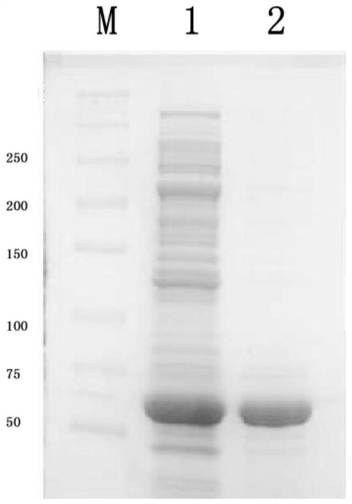 Nanometer antibody targeting porcine pseudorabies virus gD protein, preparation method and application