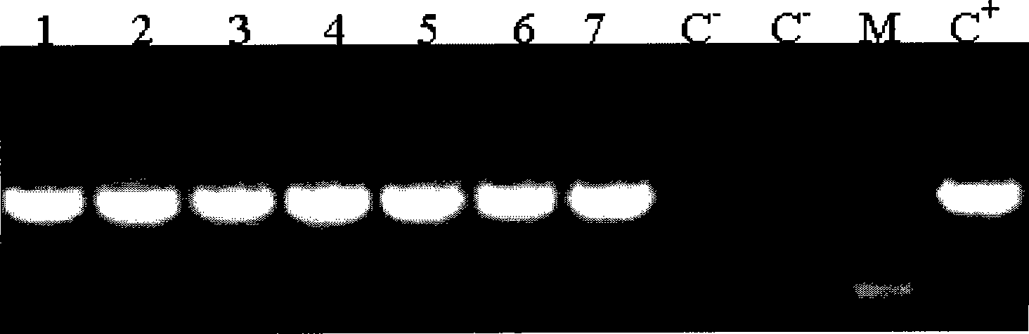 Electroporation method of thermophilic thiobacillus