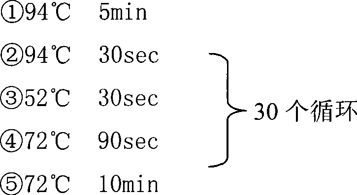 Electroporation method of thermophilic thiobacillus