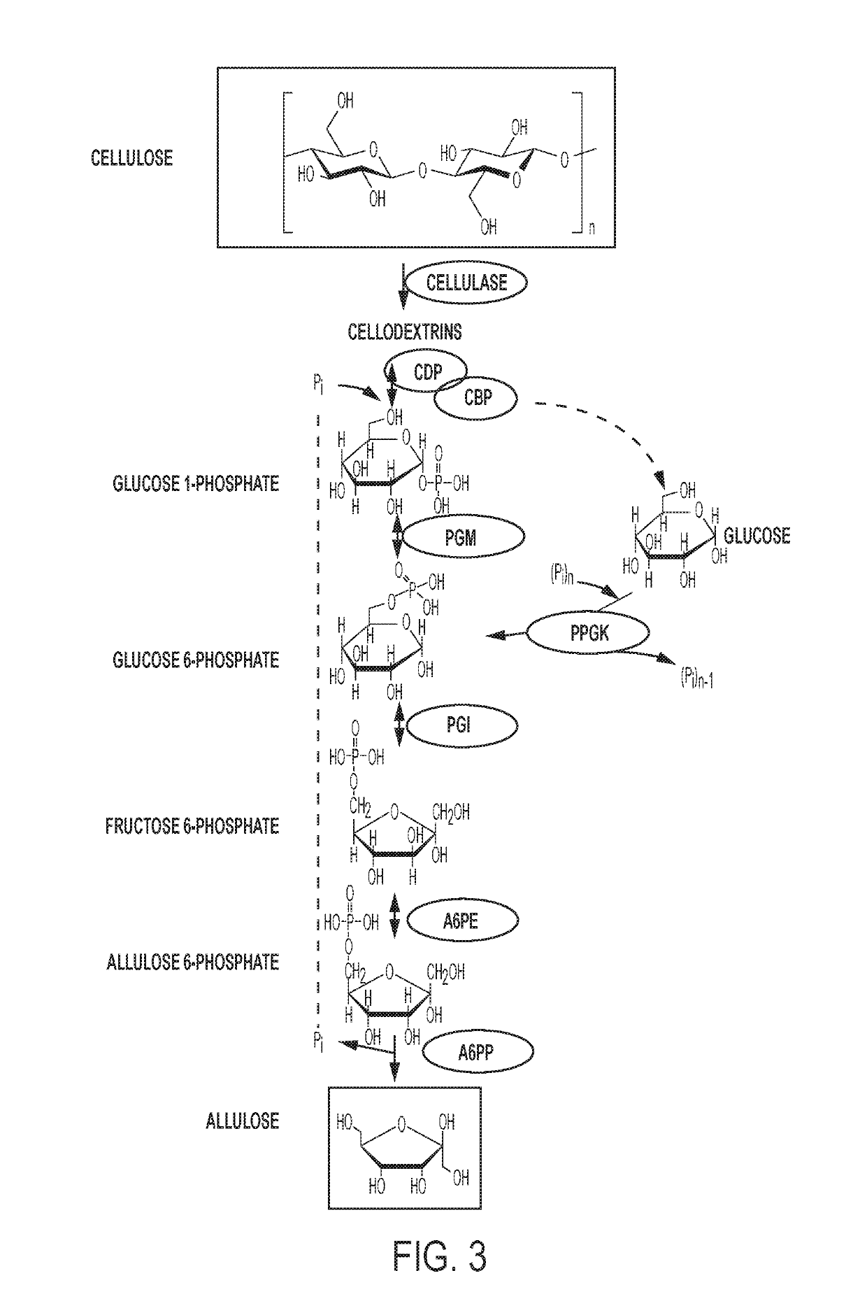 Enzymatic production of d-allulose