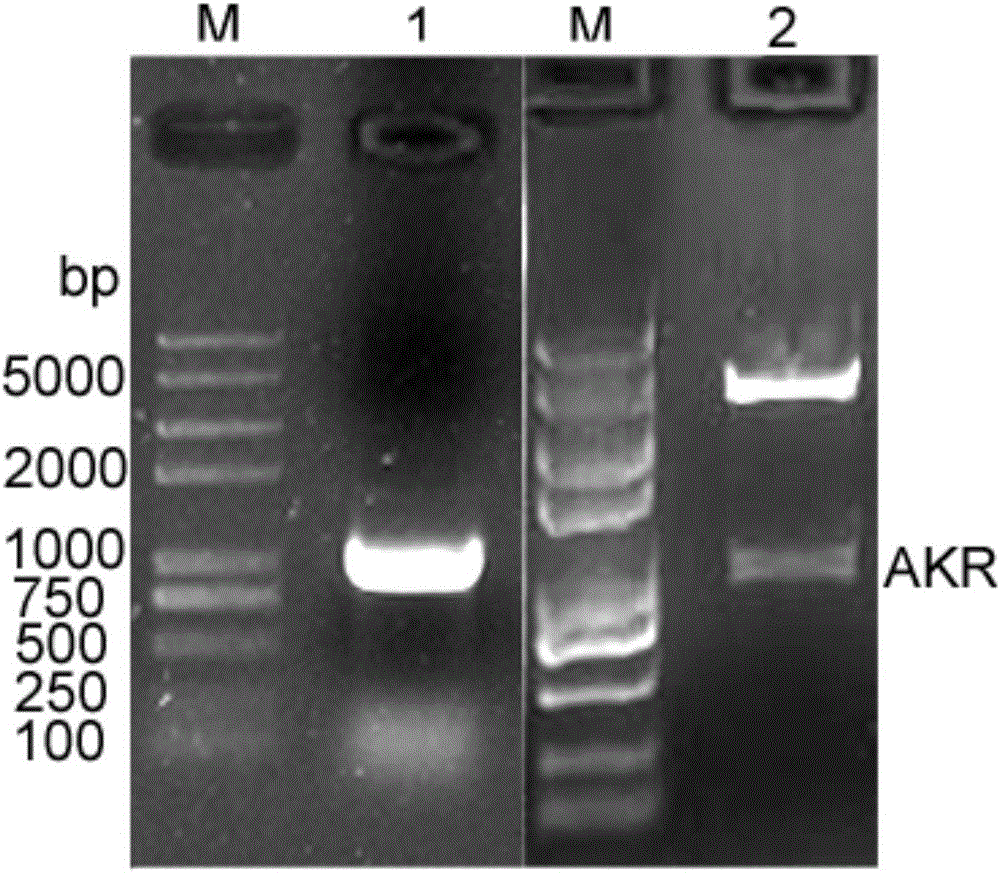 Monopterus albus AKR (aldo-keto reductase) gene and in-vitro expression method thereof