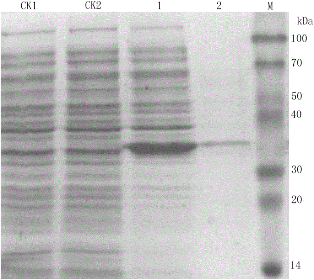 Monopterus albus AKR (aldo-keto reductase) gene and in-vitro expression method thereof