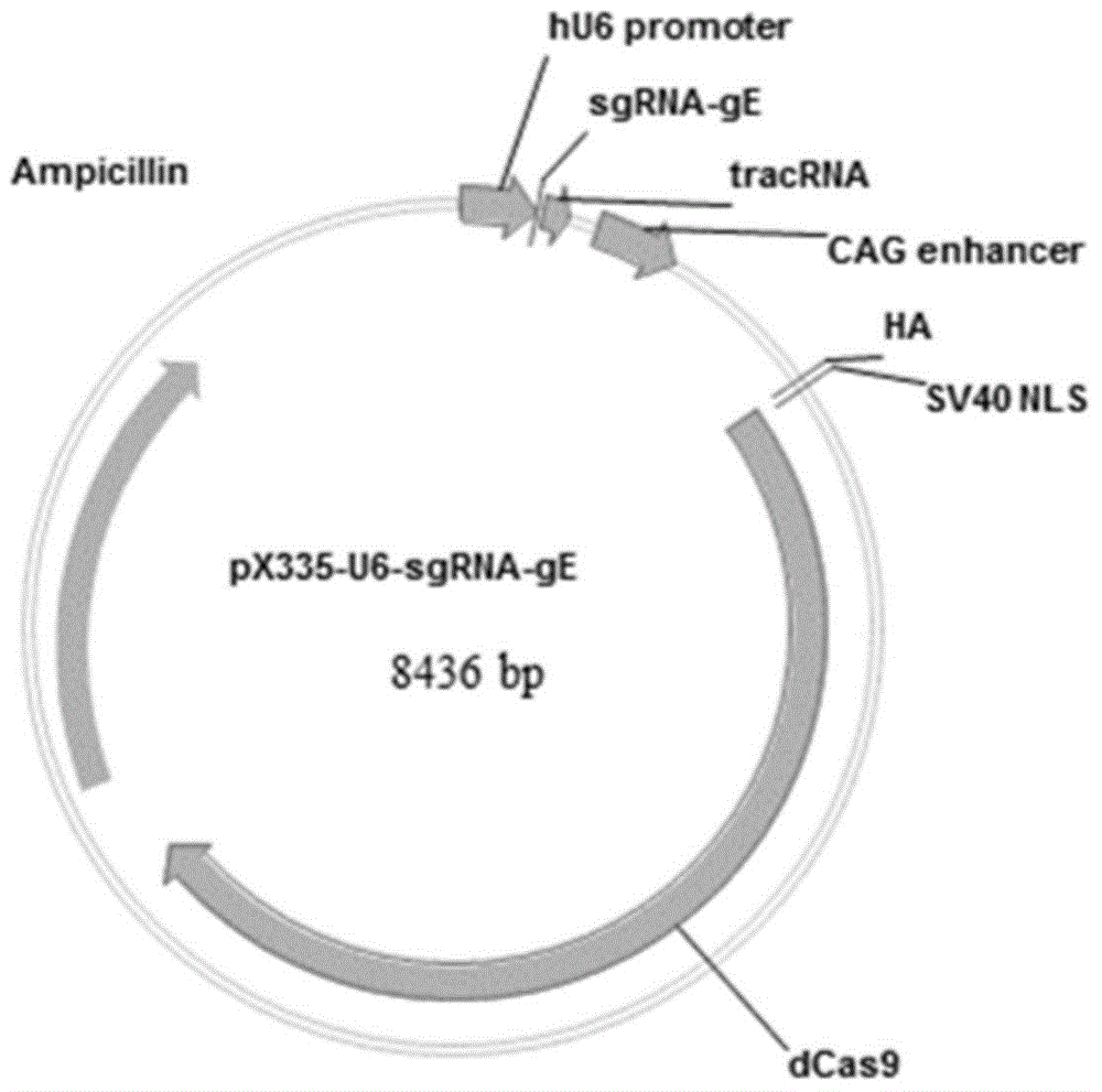 Method for preparing vaccine by editing pseudorabies virus genomes based on CRISPR/Cas9 and Cre/lox systems and application of method