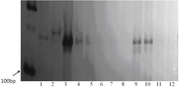 A molecular marker and its application for rapid detection of leaf rust resistance gene in Thiopyrum elongatum