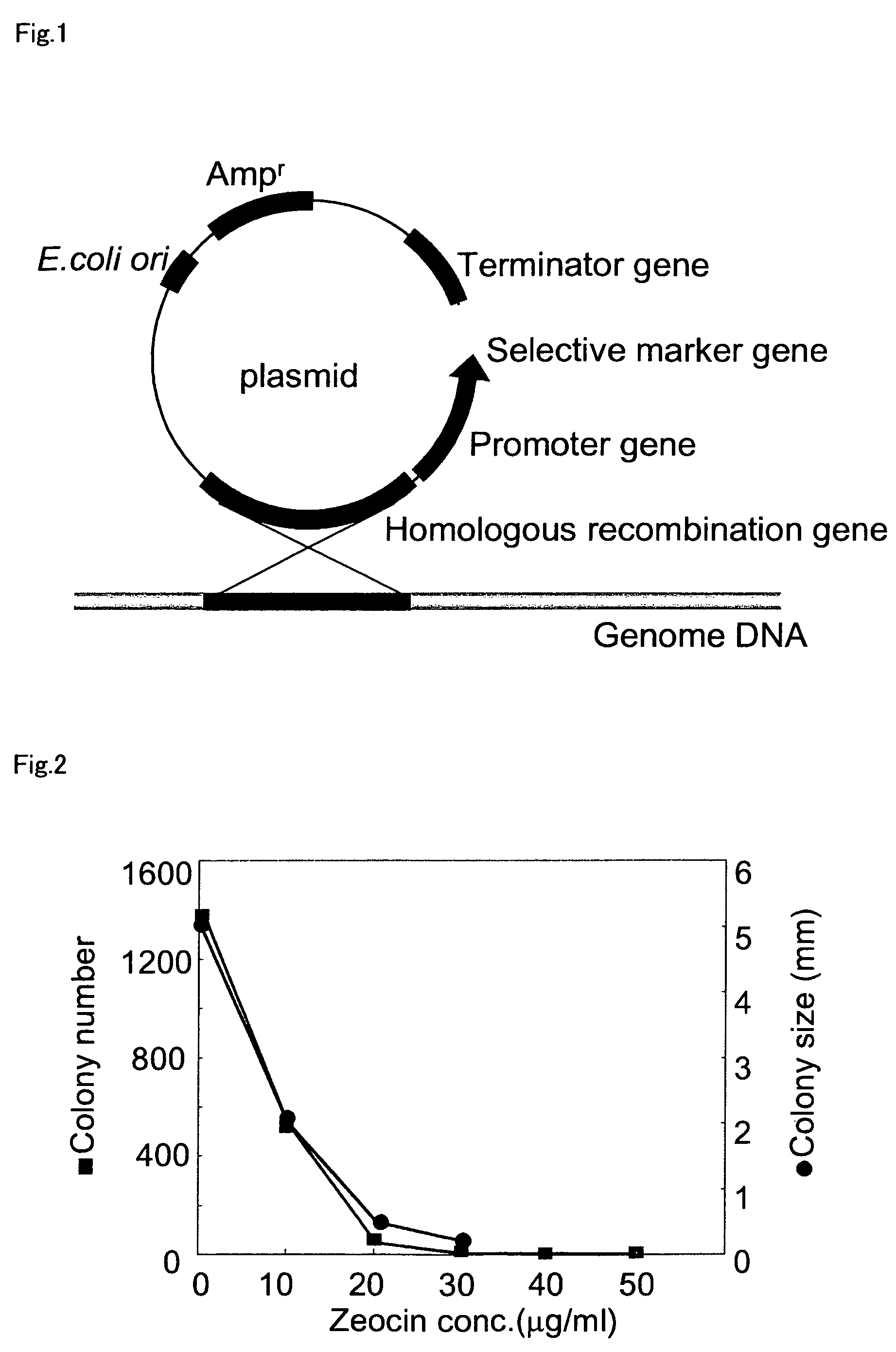 Method for introducing a gene into <i>labyrinthulomycota </i>