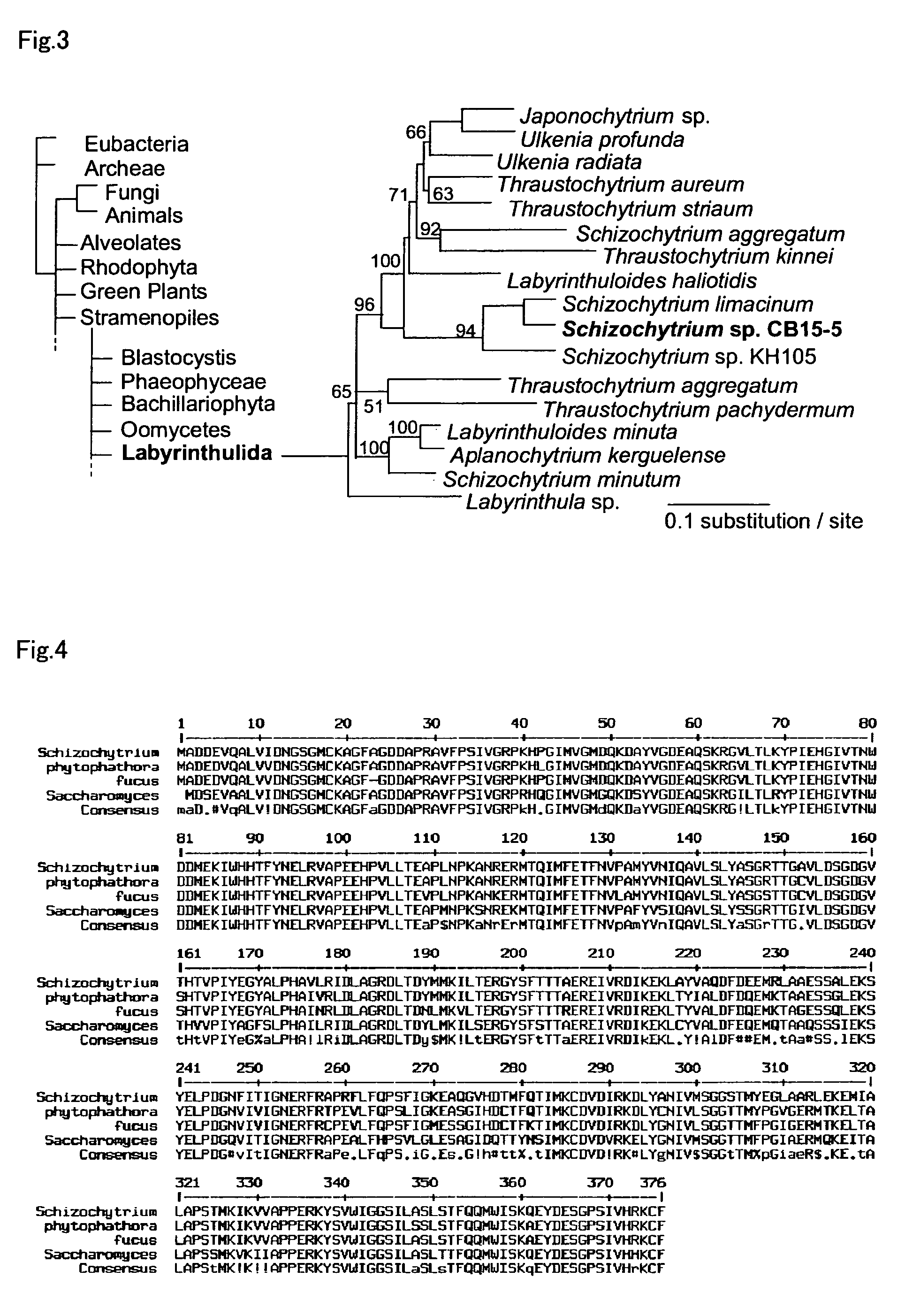 Method for introducing a gene into <i>labyrinthulomycota </i>
