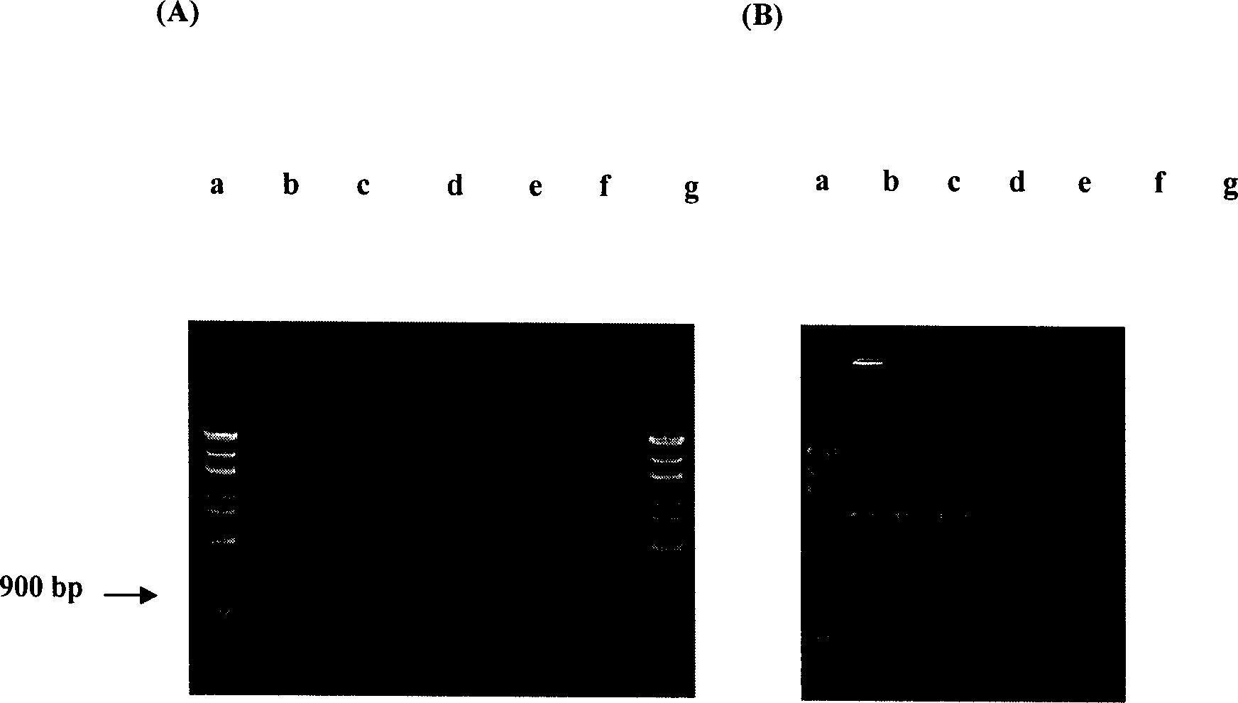 Chain reaction method for detecting polymerase of salmonella choleraesuls
