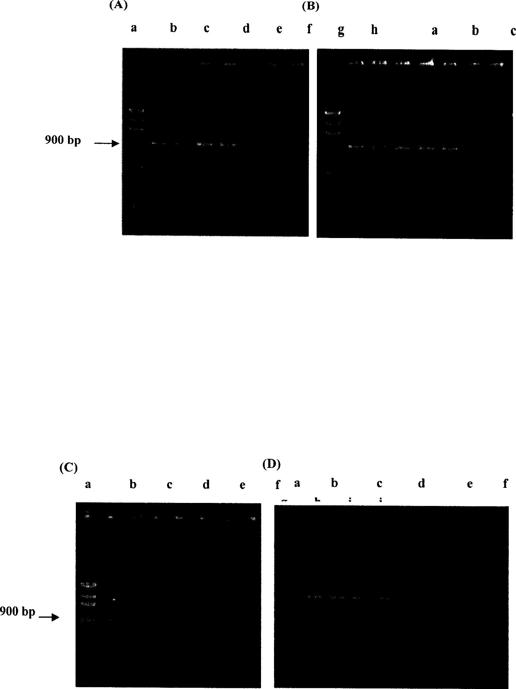Chain reaction method for detecting polymerase of salmonella choleraesuls