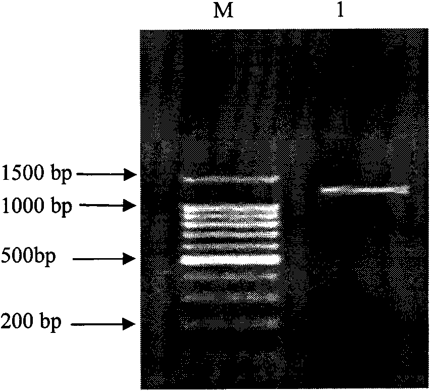 Oil-producing yeast expression vector utilizing Zeocin to screen aleurites montana SAD genes and construction method