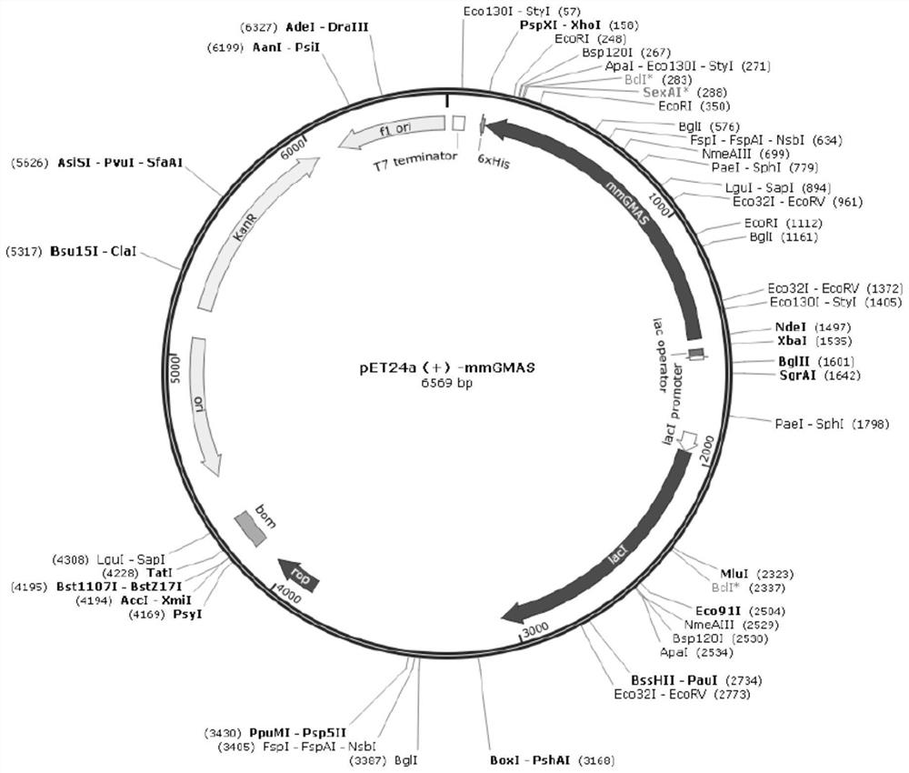 A kind of gamma-glutamine synthetase mutant and its application