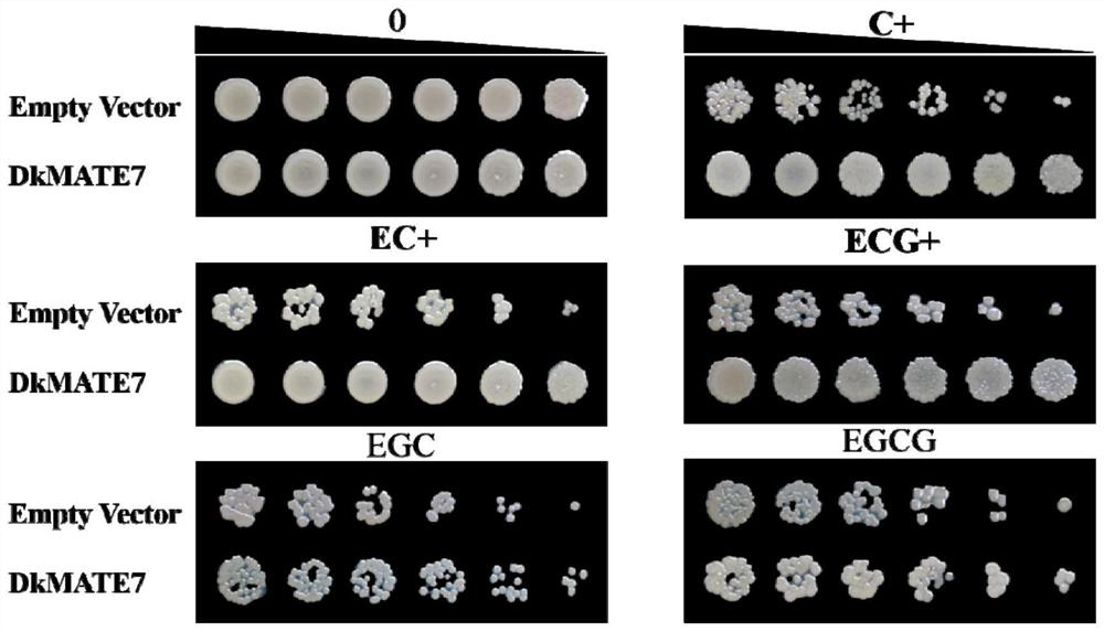 Persimmon procyanidine precursor transmembrane transport gene DkMATE7 and application thereof