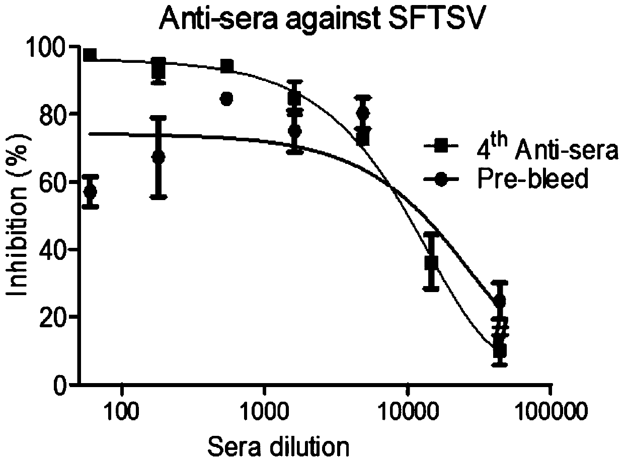 SFTSV (severe fever with thrombocytopenia syndrome virus) combinable polypeptide as well as nucleic acid coding sequence and application thereof
