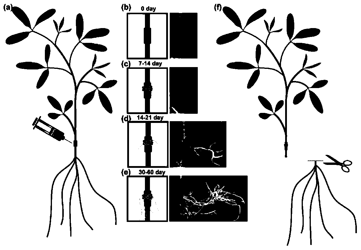 Construction method for economic plant effective root transgene system