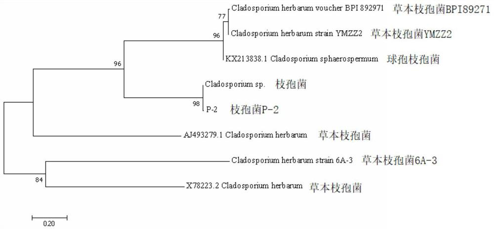 Cladosporium p-2 and its application in accelerating the aging of young wine