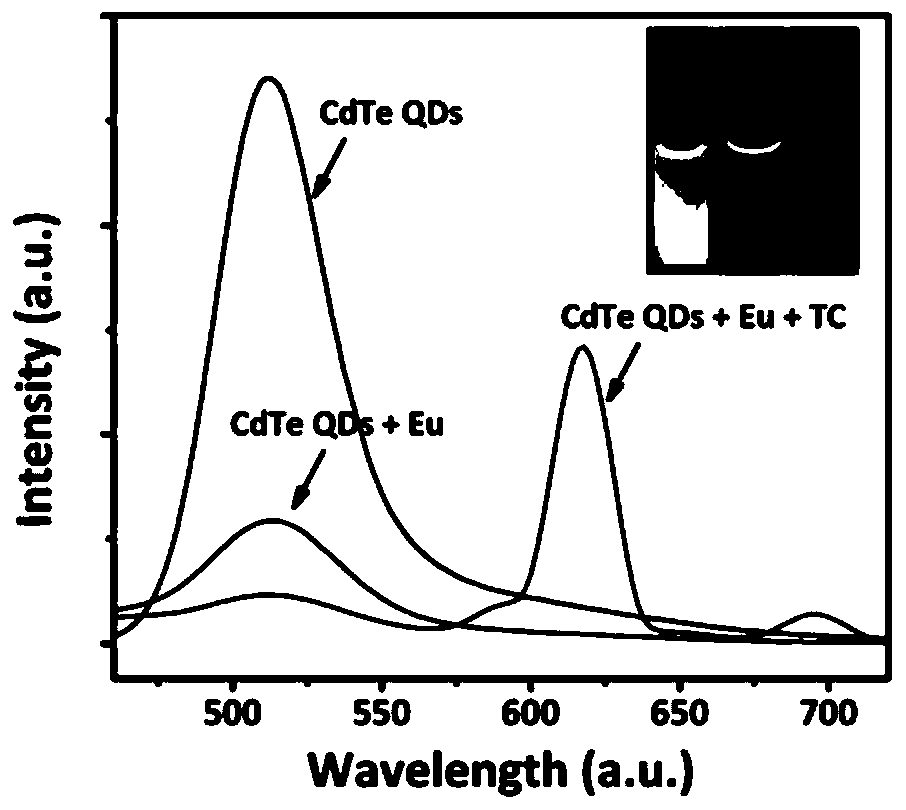 High-sensitivity-ratio fluorescent probe based on composite system of cadmium telluride quantum dots and europium ions and preparation method and application of high-sensitivity-ratio fluorescent probe