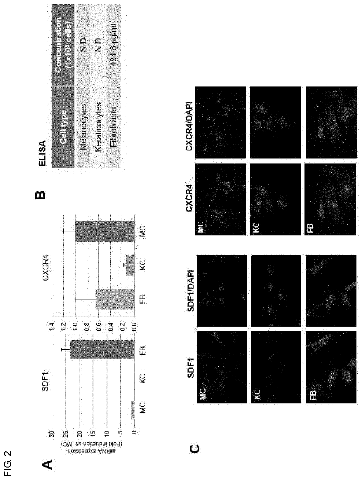 Composition for regulating cutaneous pigmentation or skin whitening comprising SDF1