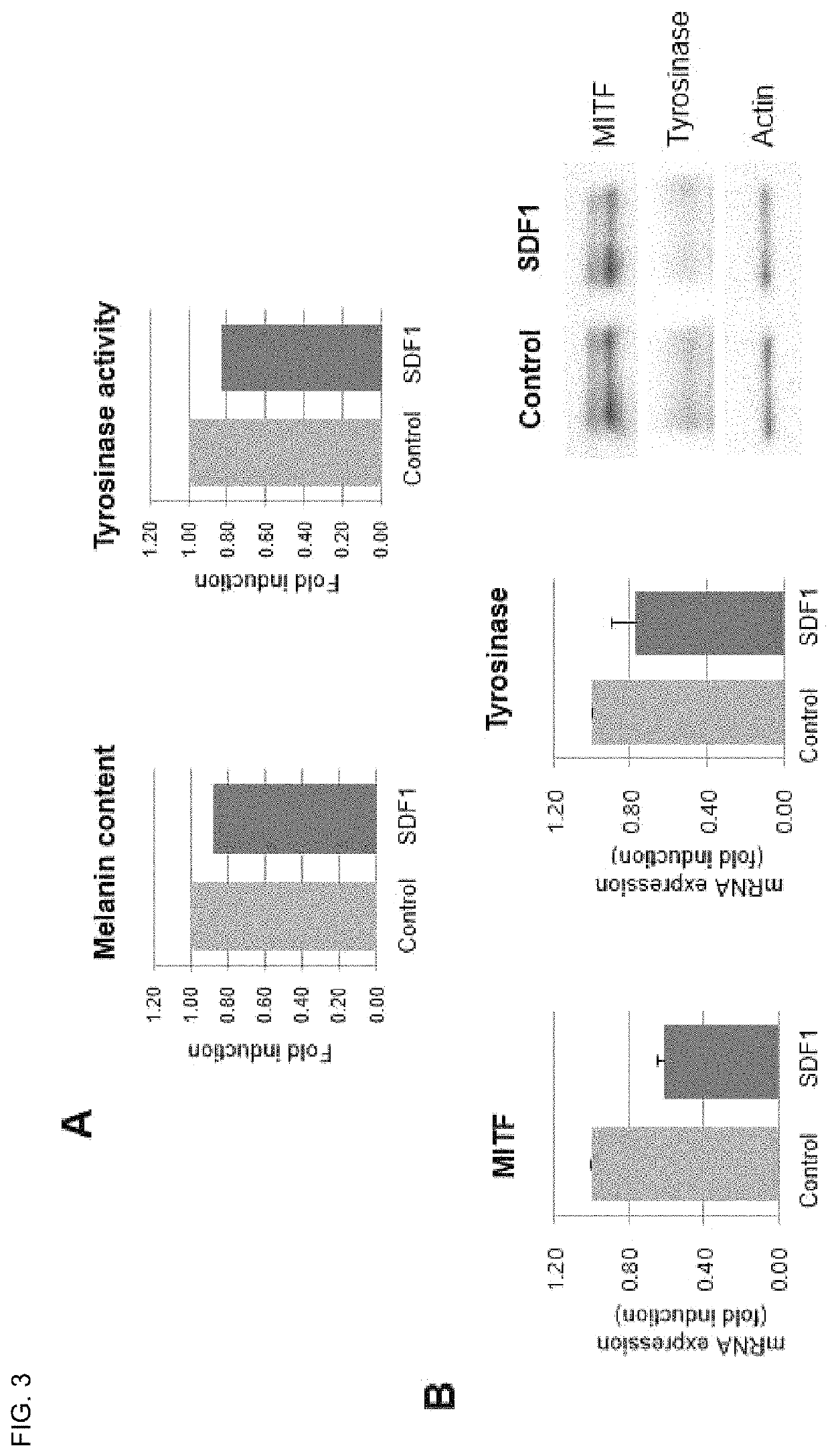 Composition for regulating cutaneous pigmentation or skin whitening comprising SDF1