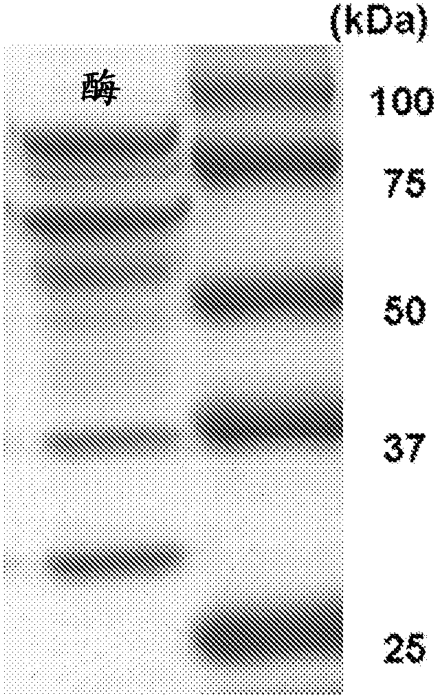 Method of manufacturing filter aid