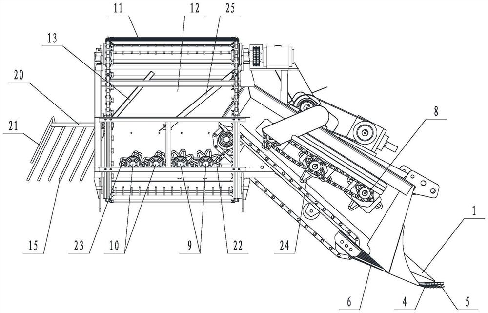 Radix ophiopogonis harvesting method