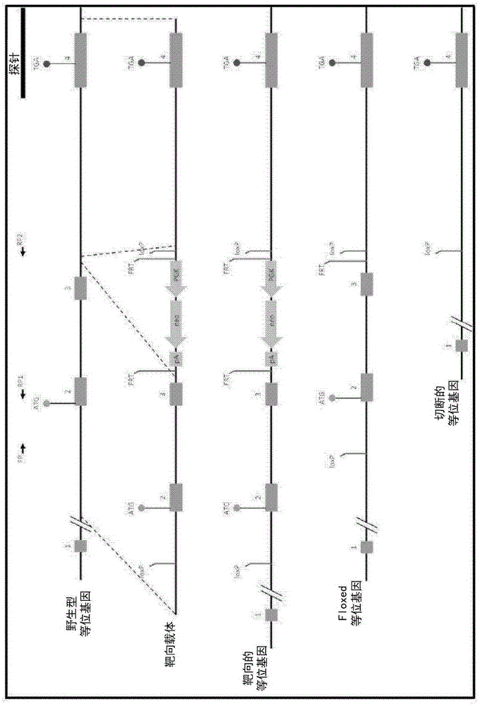 Transgenic non-human organisms with non-functional TSPO genes