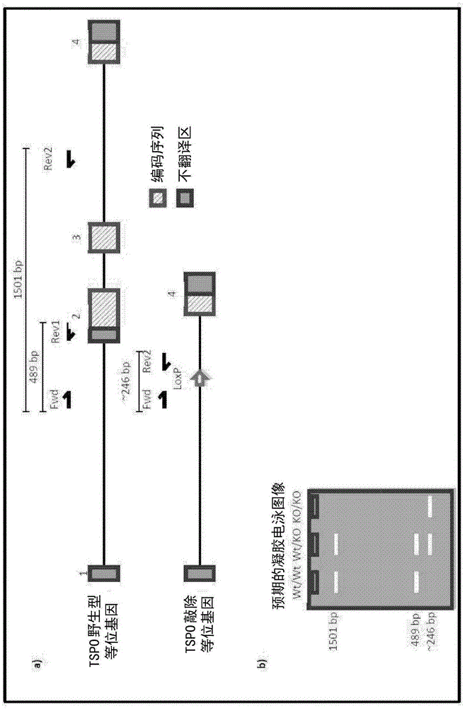 Transgenic non-human organisms with non-functional TSPO genes