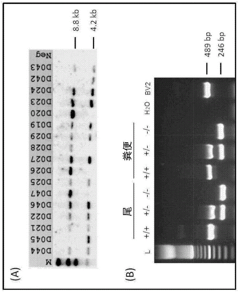 Transgenic non-human organisms with non-functional TSPO genes