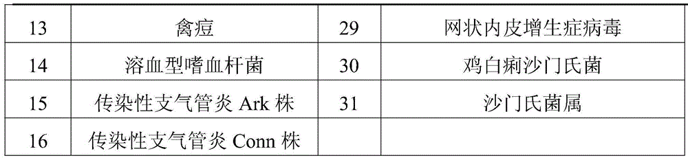 Production process of spf chicken