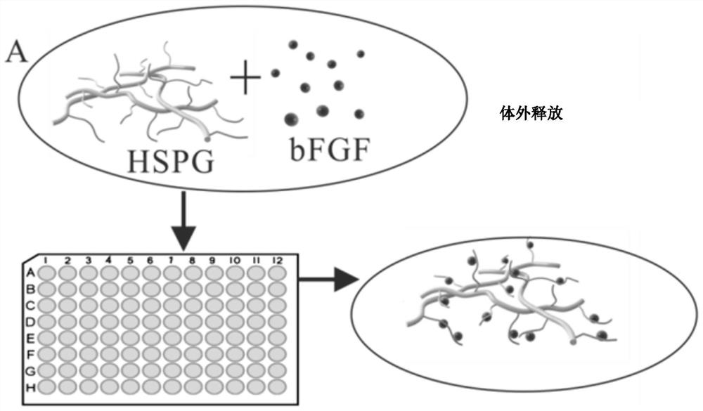 Bioactive material capable of efficiently combining and stimulating bFGF activity function and application