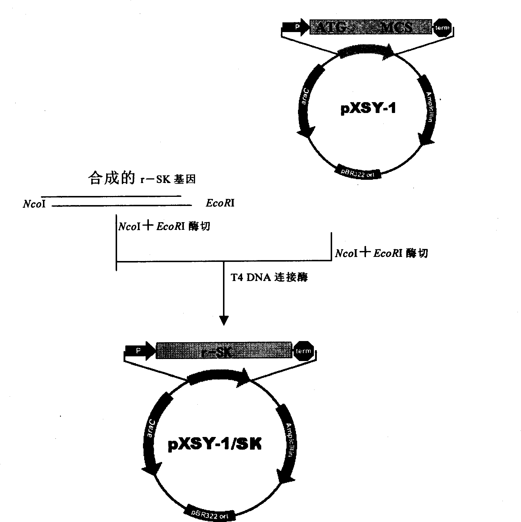 Method for producing recombined streptokinase