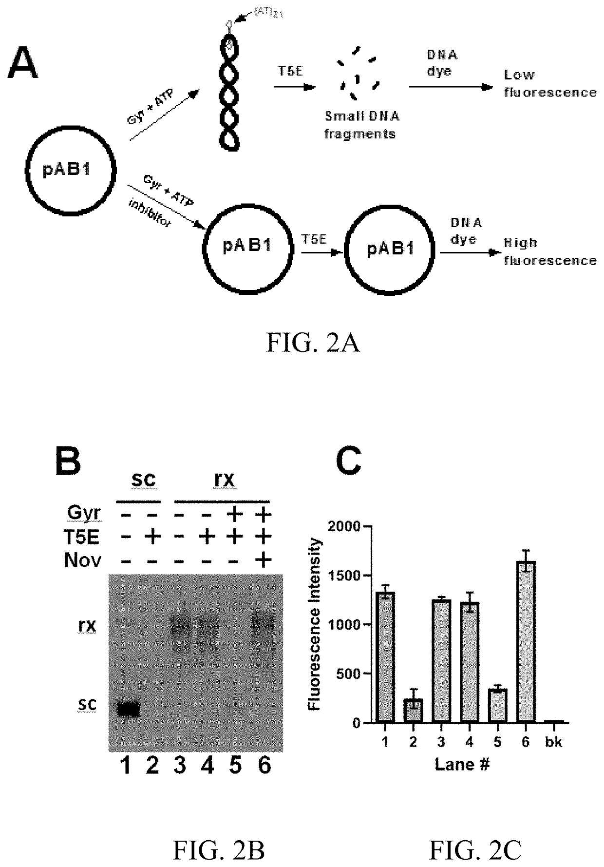 T5 exonuclease-based method to identify DNA topoisomerase inhibitors