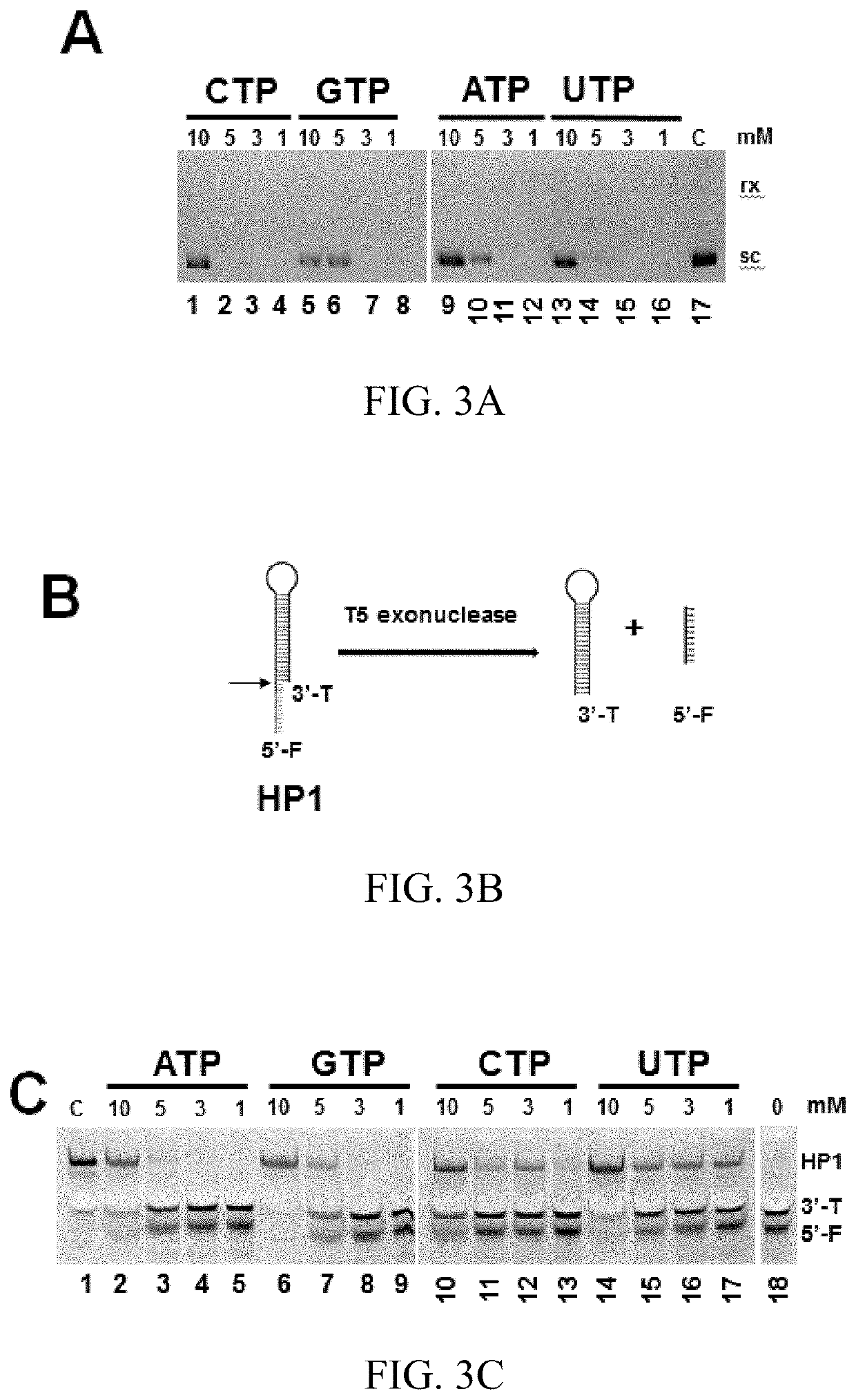 T5 exonuclease-based method to identify DNA topoisomerase inhibitors