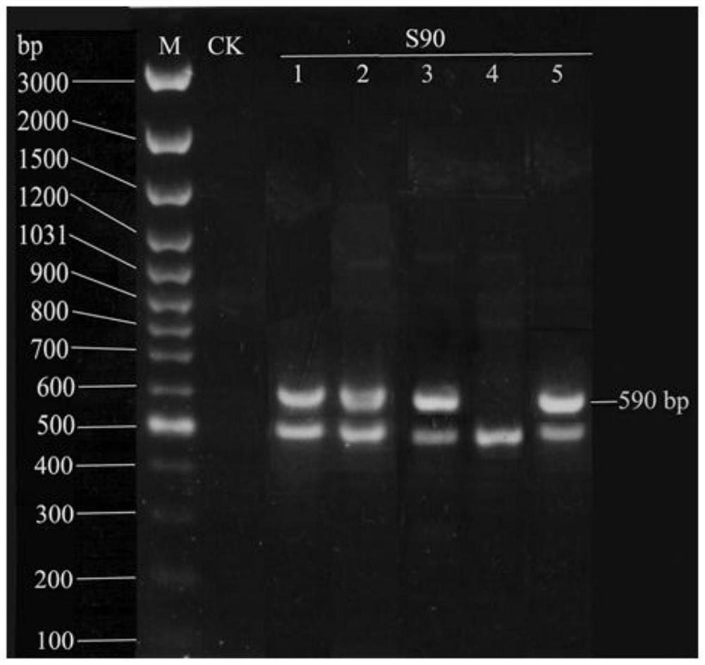 A method for identifying the advantages and disadvantages of spirulina algae silk drainage performance by rapd detection