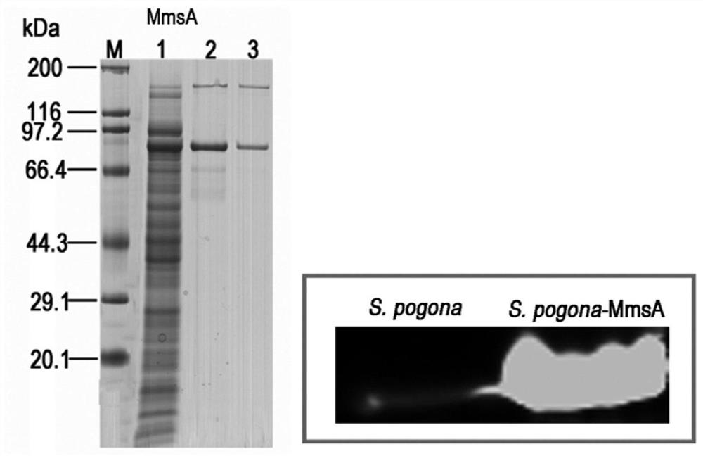 Saccharopolyspora pogona delta Clu13-MmsA and construction method and application thereof