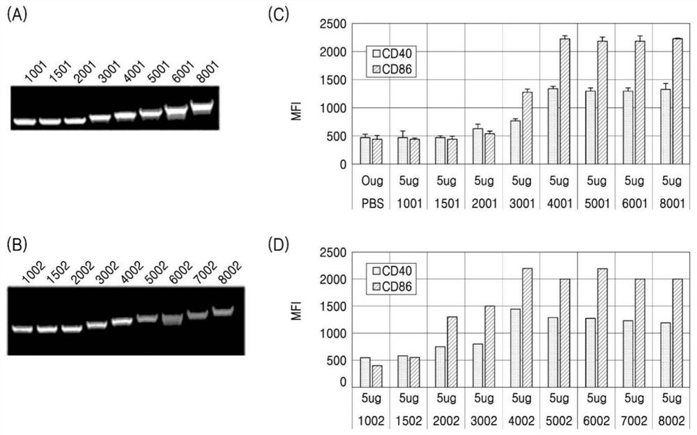 Novel ribonucleic acid and pharmaceutical composition based on same