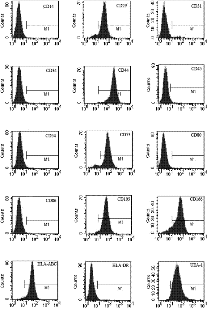 Method for separating mesenchymal stem cells from placentas and digestive enzyme composition adopted in method