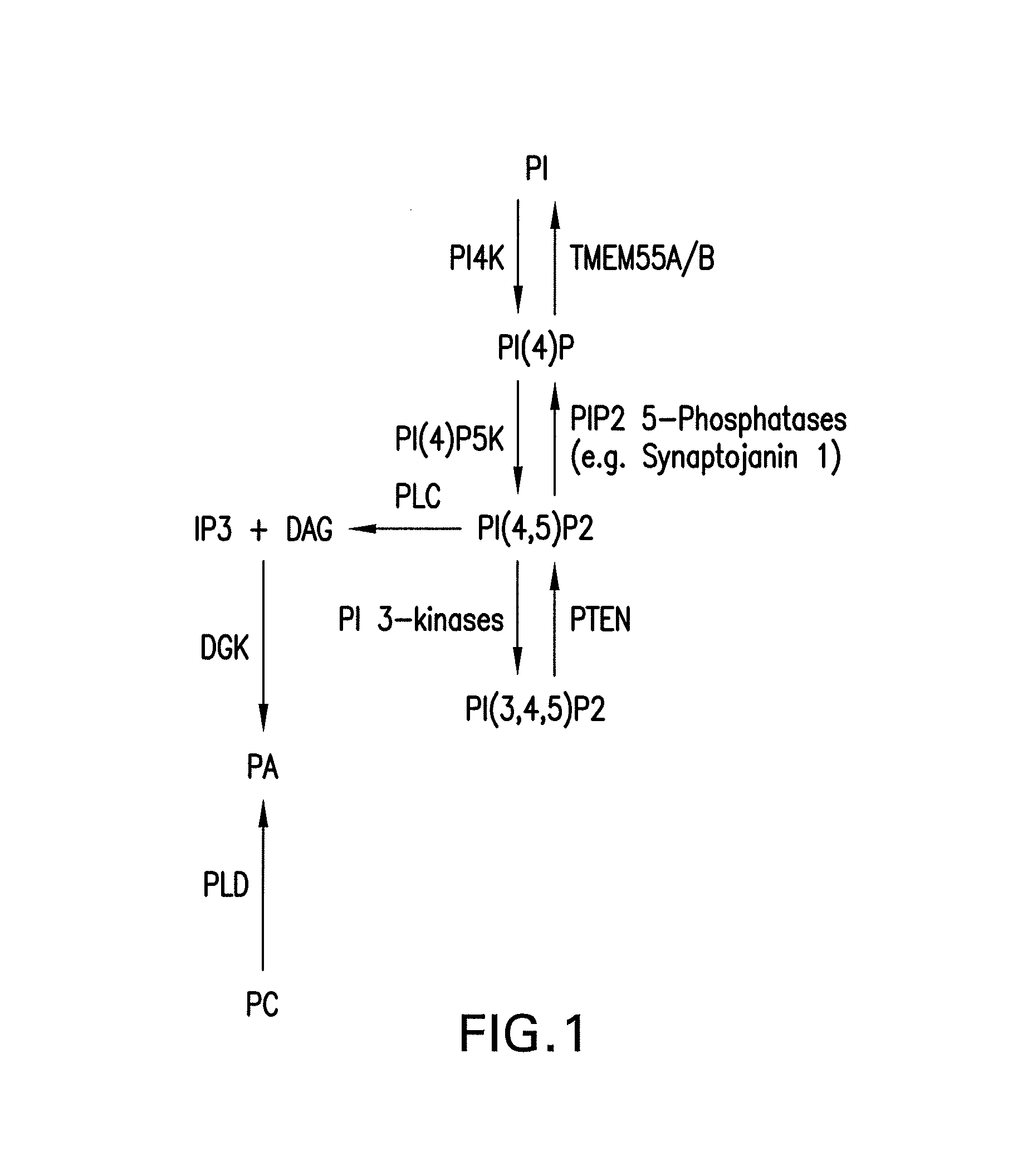 Phosphoinositide modulation for the treatment of neurodegenerative diseases