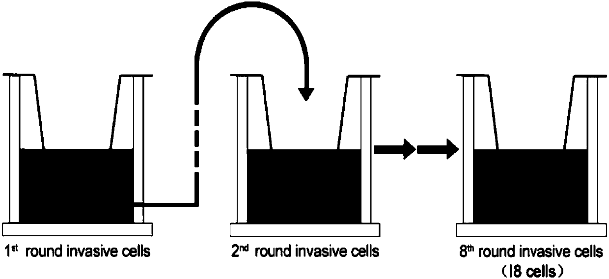 Method for detecting proteome in rectal cancer