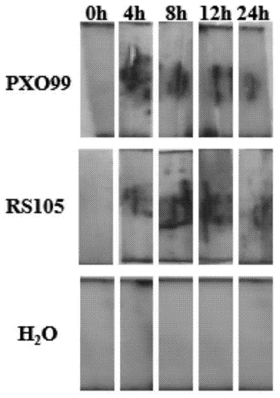 Corn pathogen induced promoter