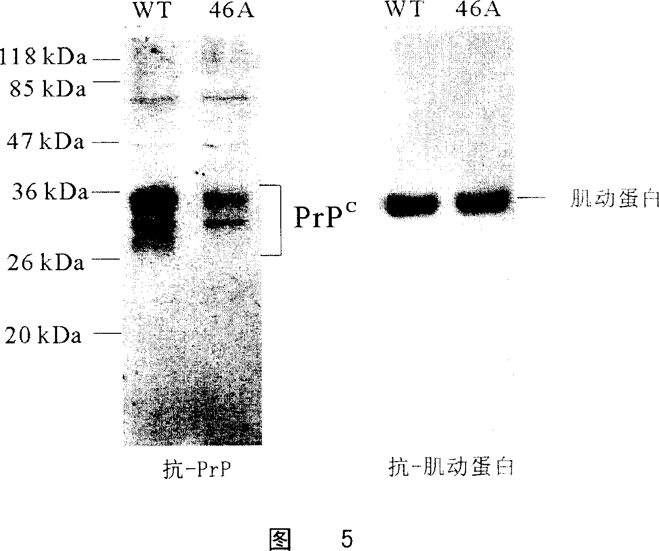Process for preparing prion protein gene-free domestic animals