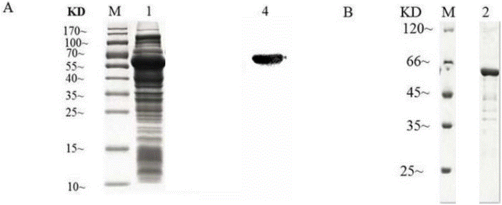 Application of protein of high-pathogenicity staphylococcus hyicus to subunit vaccine