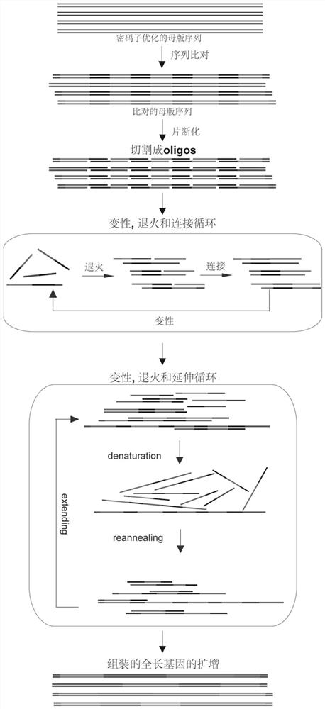 A method for de novo synthesis of DNA shuffled libraries using chips to synthesize oligonucleotide libraries